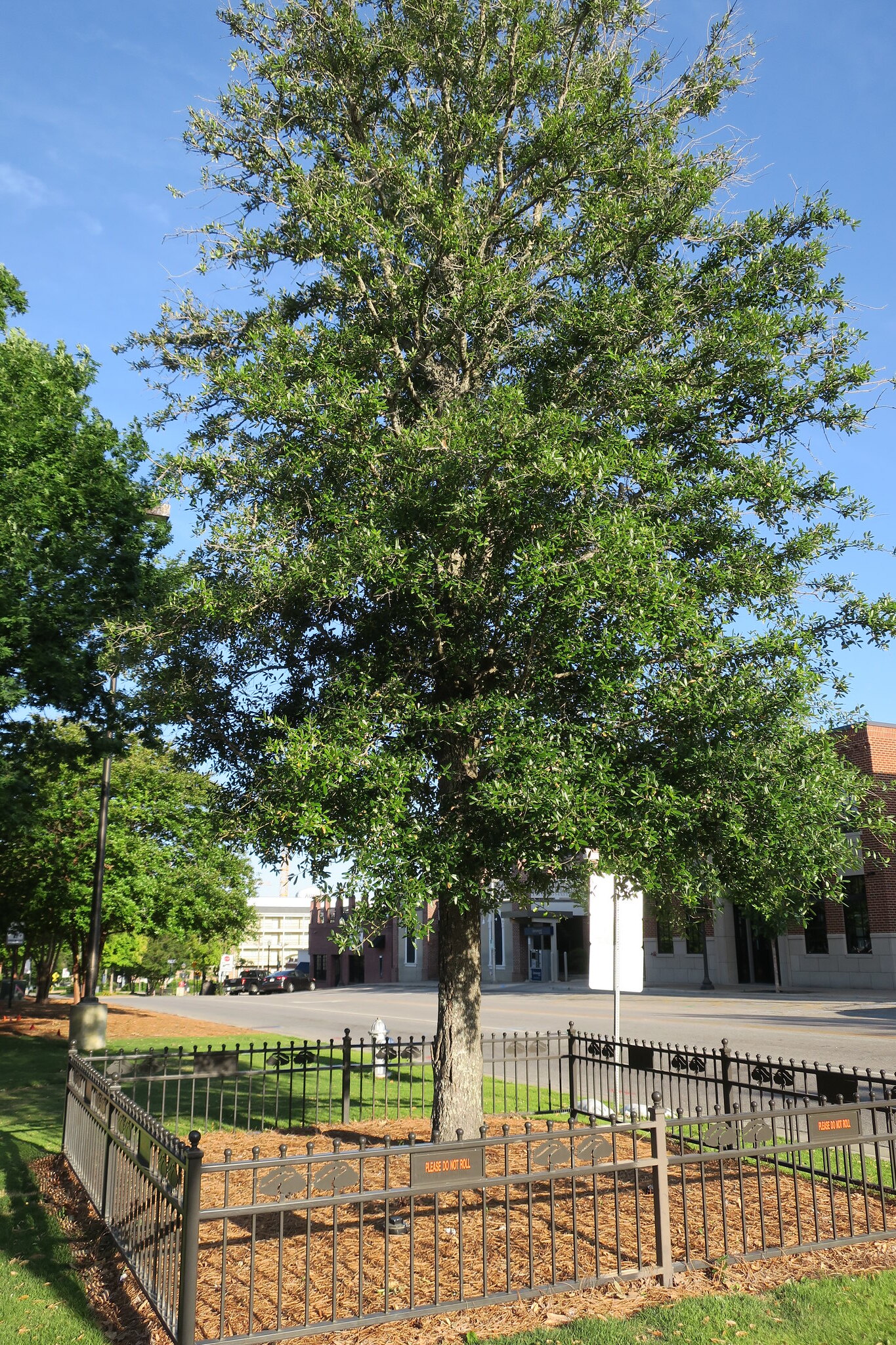 TulaneLSU's Top 10 trees of Auburn University OT Lounge