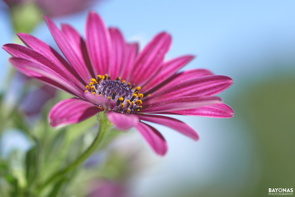 Purple Flower Wall Art and Framed Prints are available at… Flickr