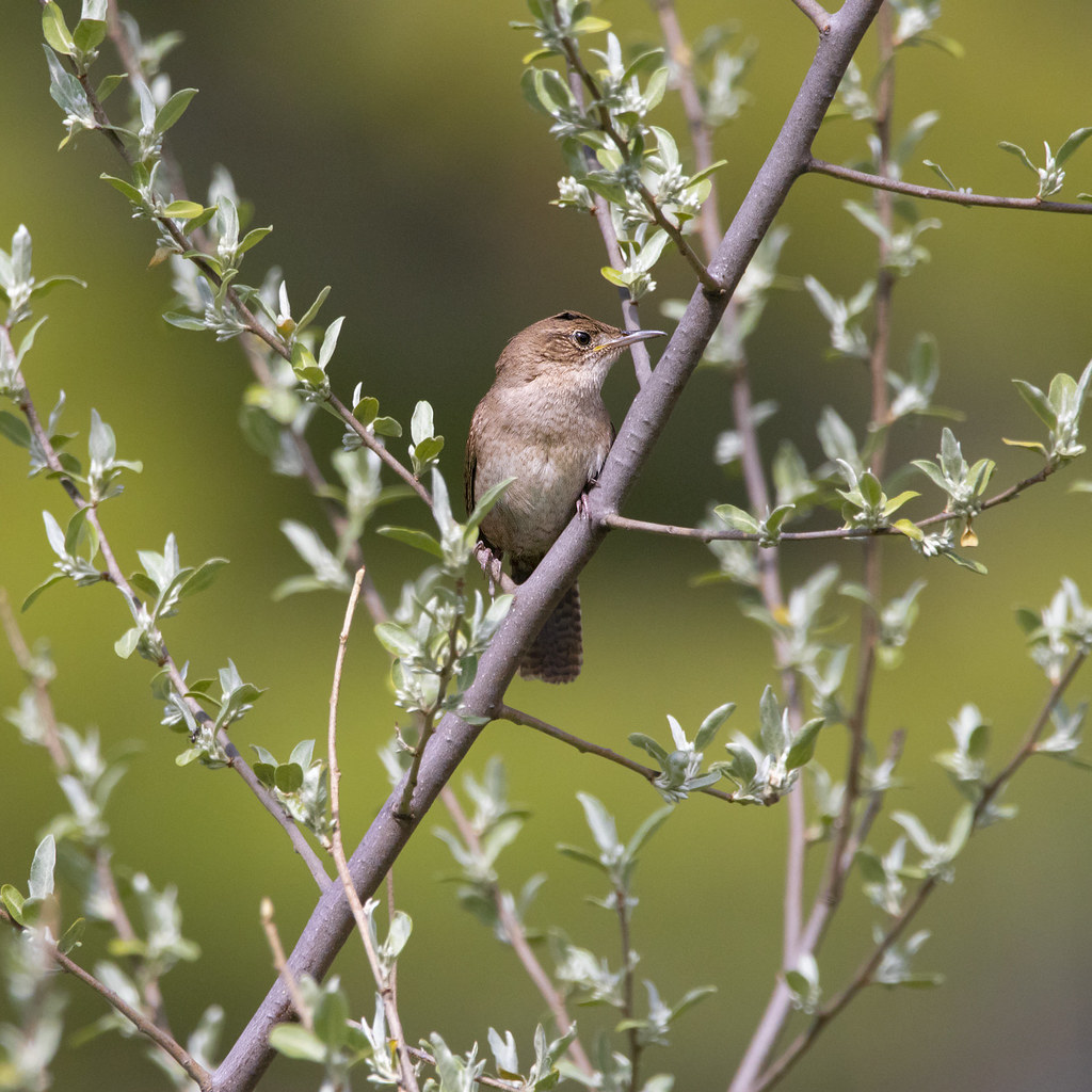 House Wren 2 This one kept flying back and forth into thes… Flickr