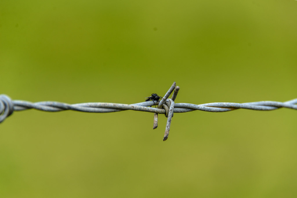 Bug on a wire Steve McCaul Flickr