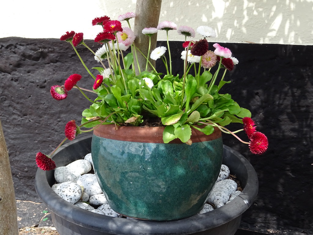 Flowers at Topsham Flowers at Topsham The Shaldives Flickr