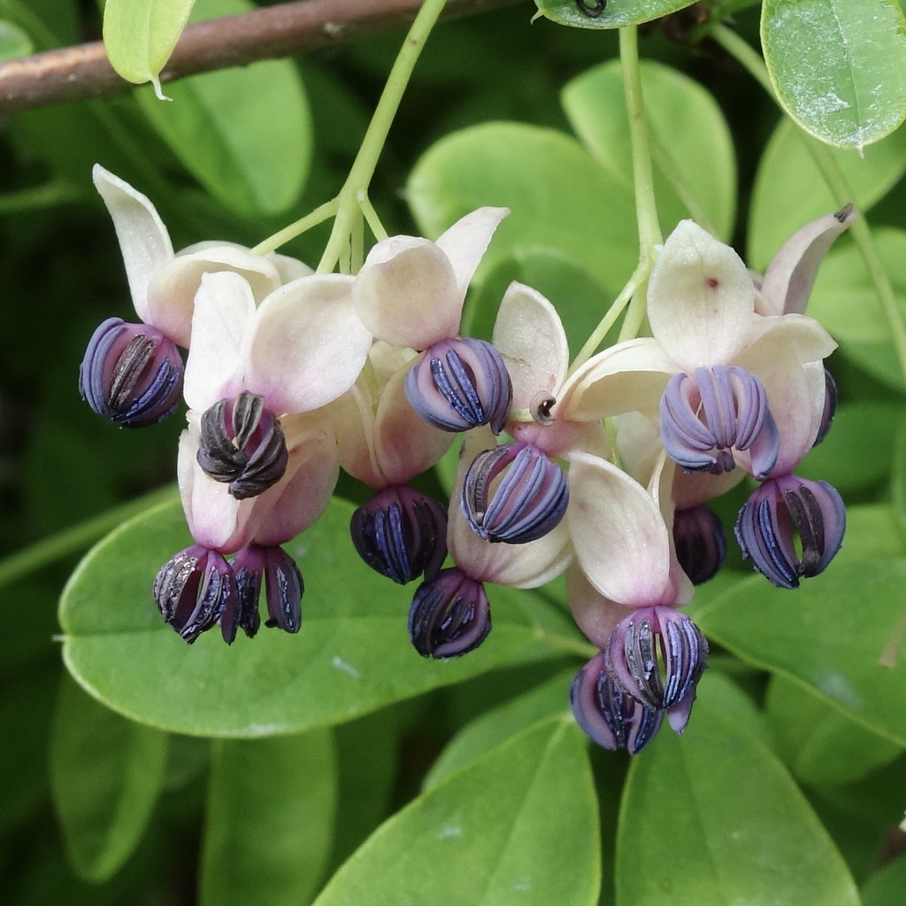 Akebia quinata 3482006MASS Arb O'Retum Flickr