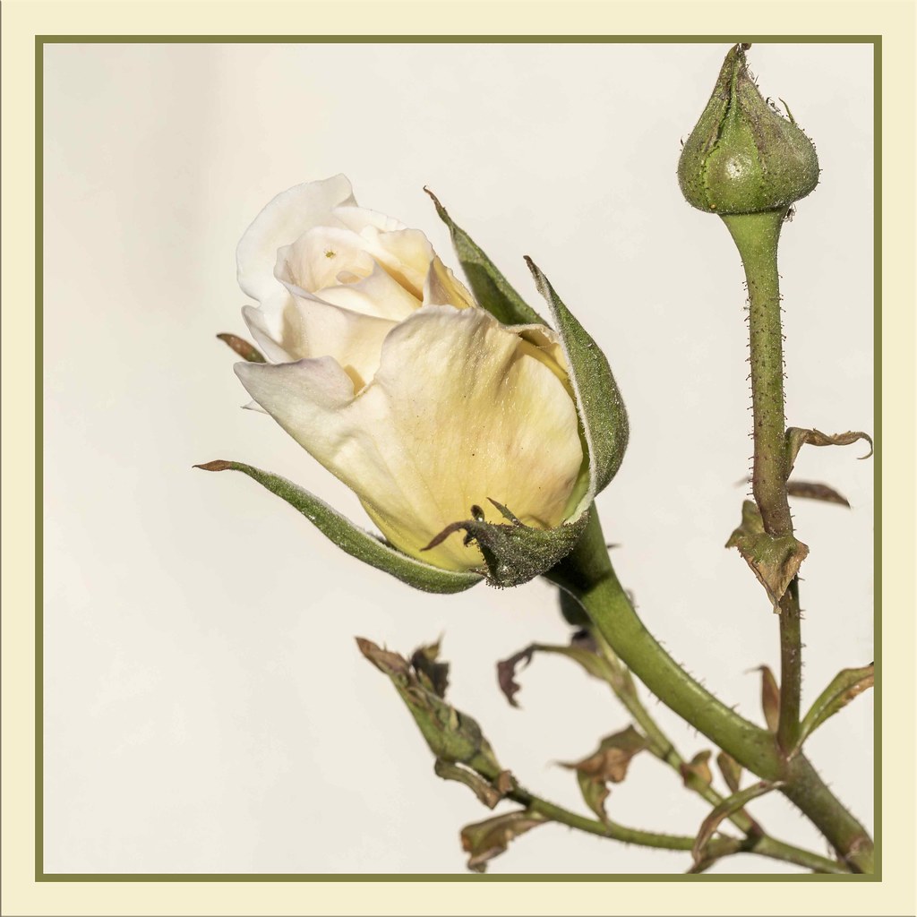 Mignonne, allons voir si la rose Qui ce matin avoit desclo… Flickr