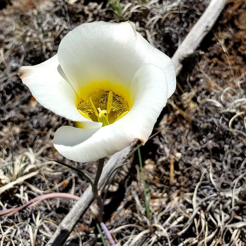Sego Lily, Utah State flower gNj Design Flickr