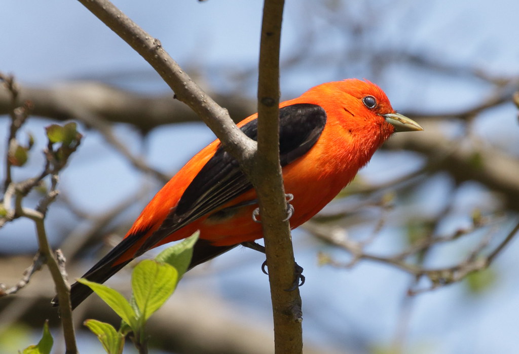 Scarlet Tanager, Hamden CT_10May2020_064586 Clhowe2 Flickr