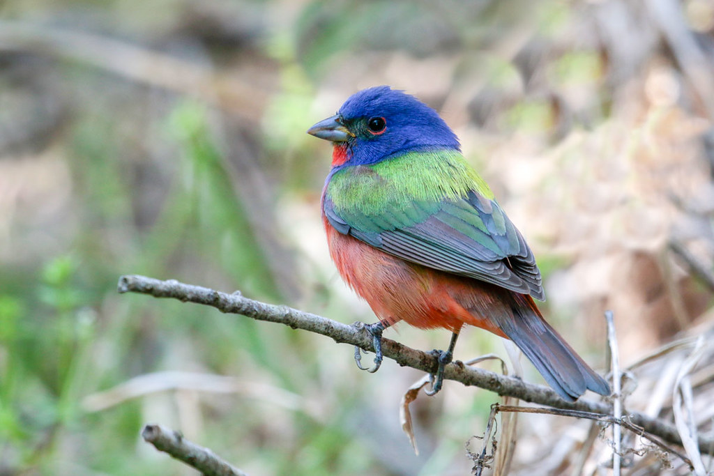Painted Bunting Texas Coast1944 Alan Gutsell Flickr