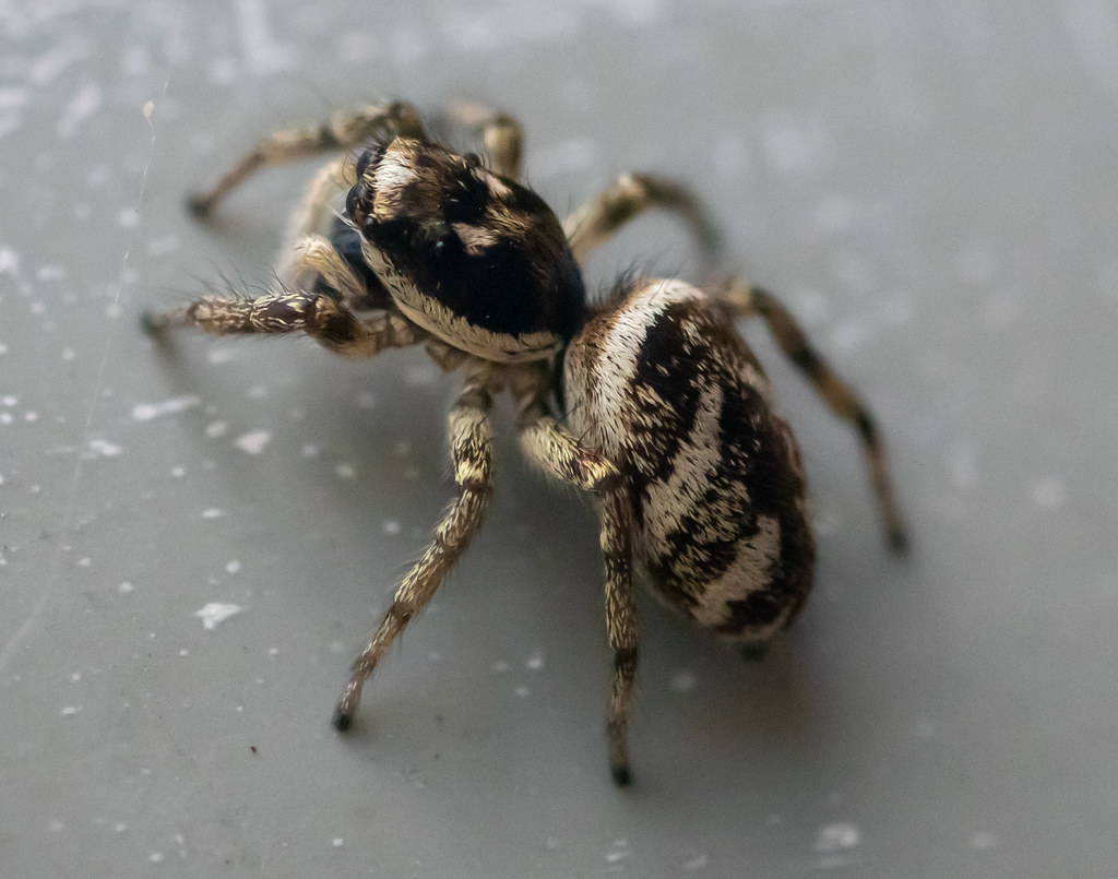 Zebra spider Nigel Hoult Flickr