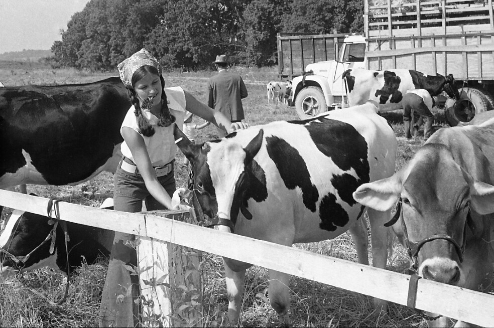 Dairy Show Dairy Show 7131973 District 4H and FFA Dairy… Flickr
