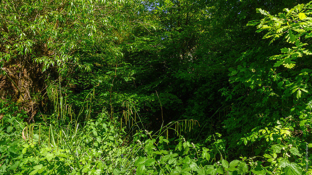 Lye Valley, Oxford From the Friends of Lye Valley website… Flickr