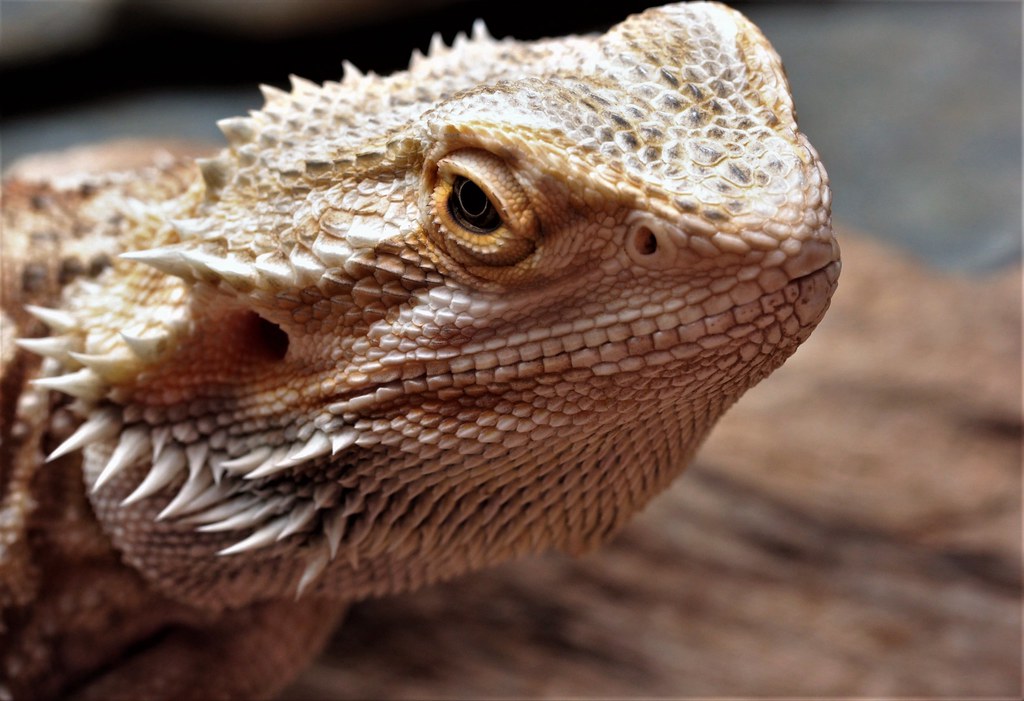 Watch out for... Bearded Dragon in Macro Photography!