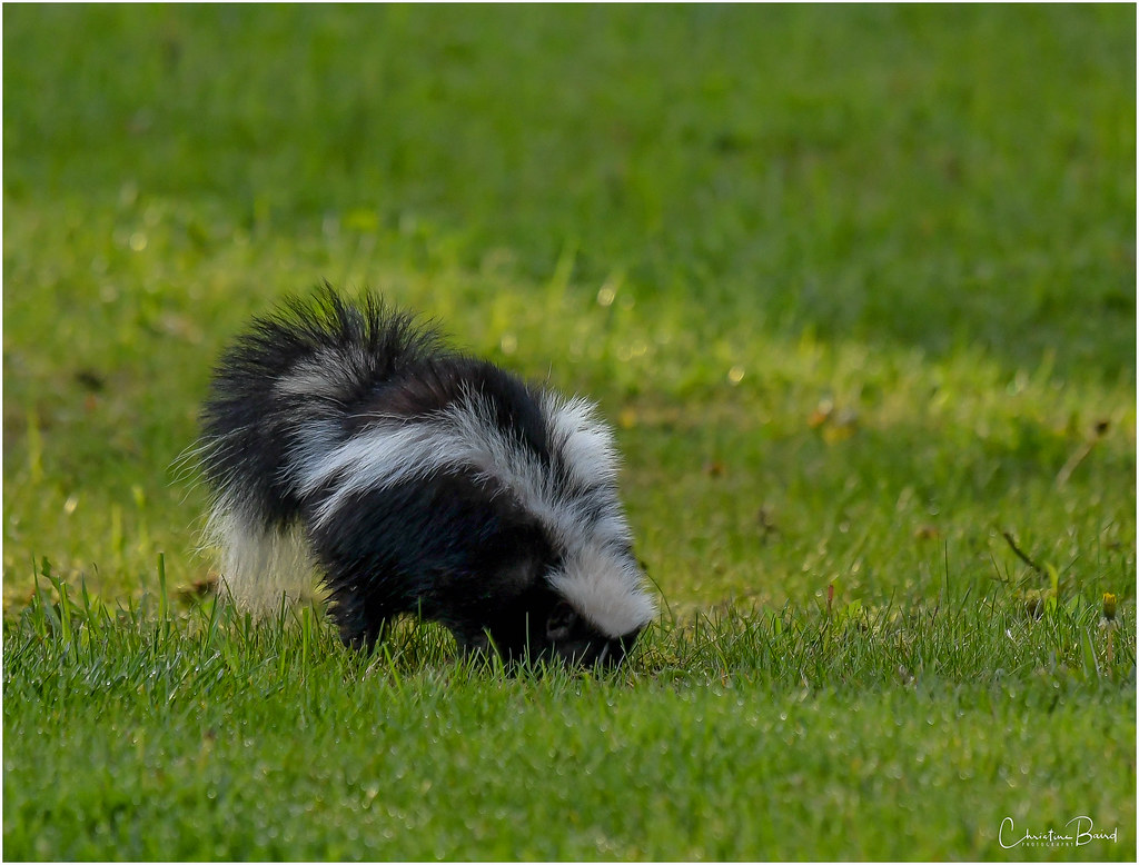 Grubs Mmmm!! A skunk digging for grubs on the neighbour'… Flickr