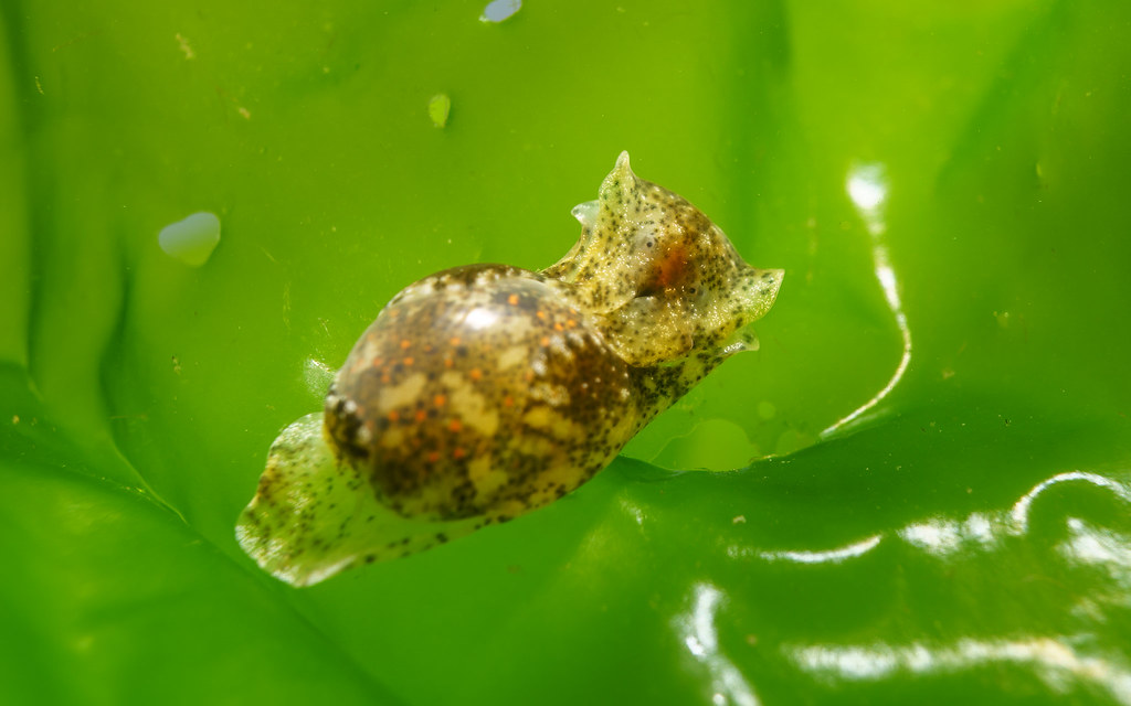 Japanese bubble snail (Haminoea japonica) Richmond Marina,… Flickr