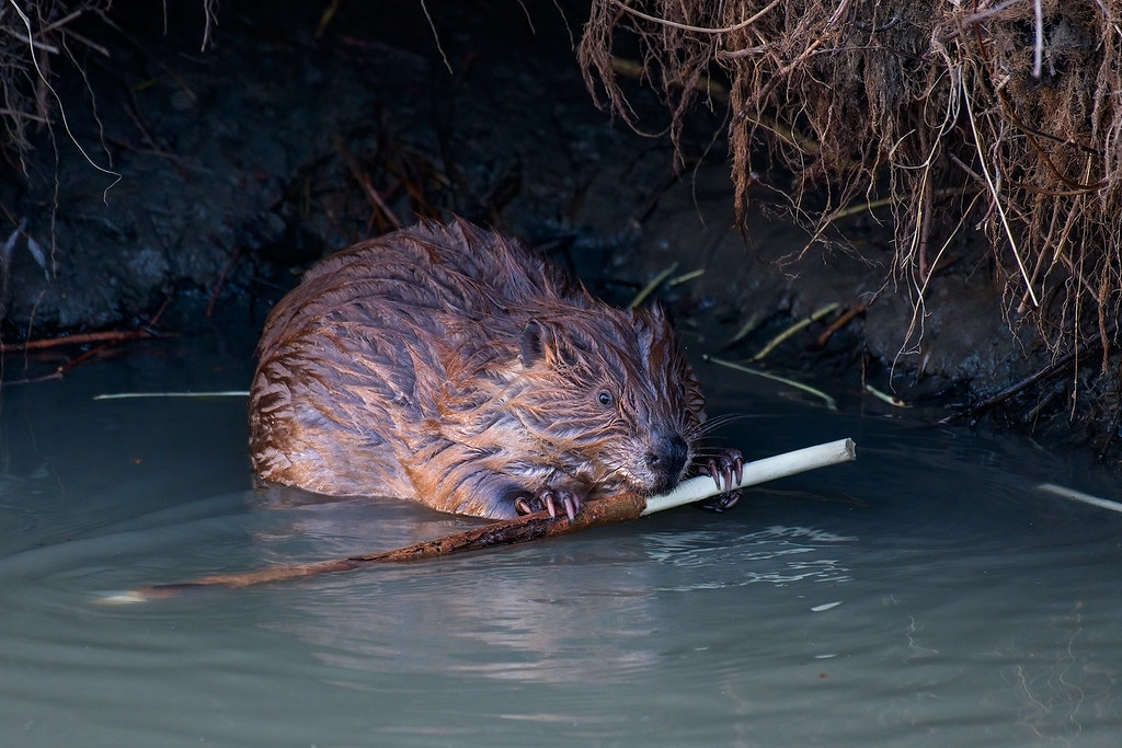 2005_1701 Beaver Beavers are very active in the Frenchman … Flickr