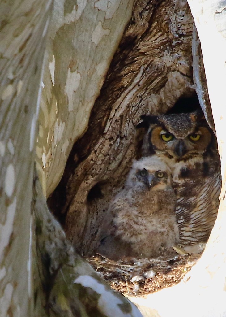 Great Horned Owls Great Horned Owl and baby near Mt Joy, P… Kim