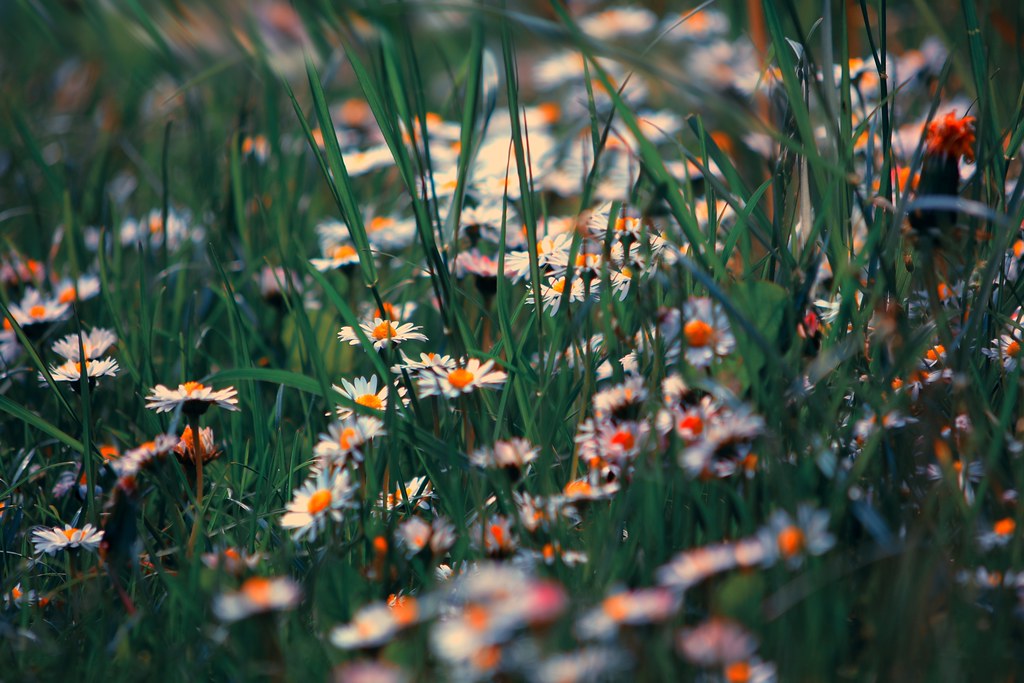daisies “The night was so very still that one should have … Flickr