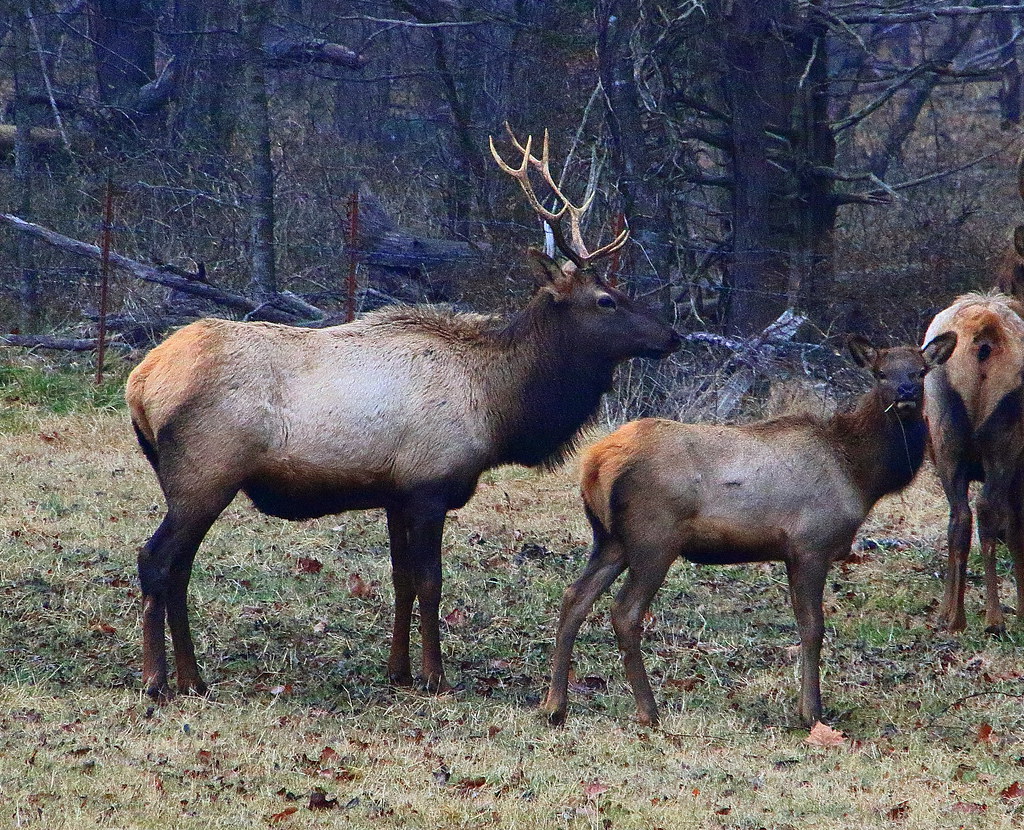 Boxley Valley Elk Northwest Arkansas Dan Davis Flickr