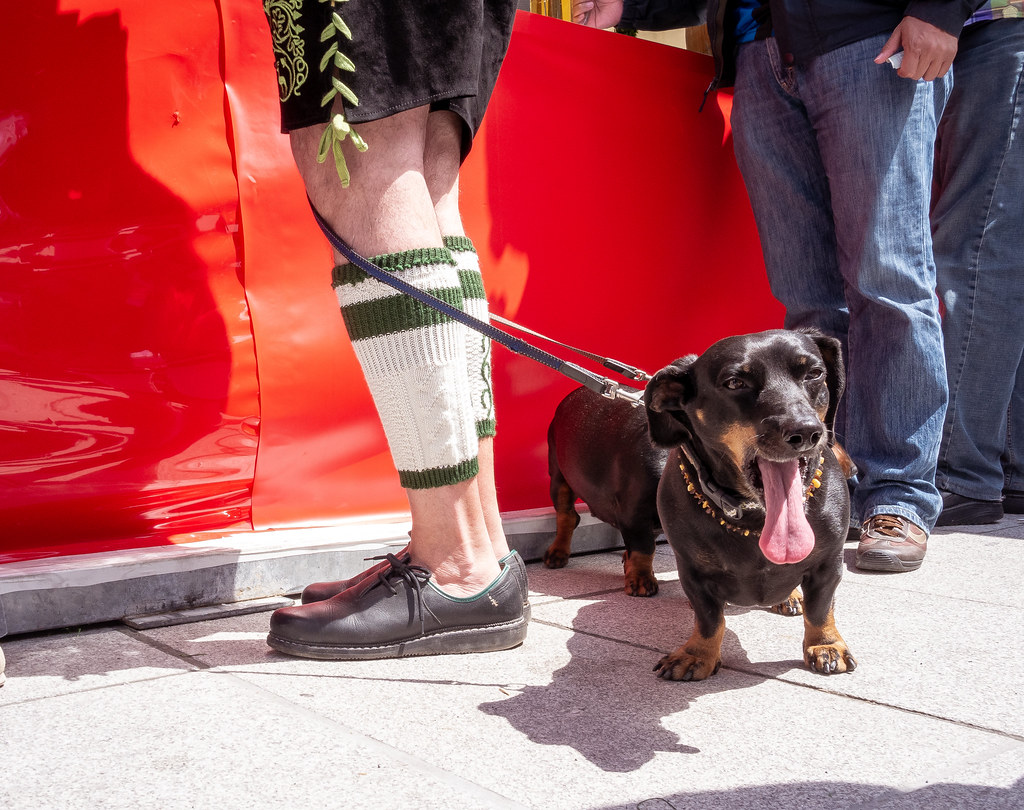 Dachshunds and lederhosen at a Munich festival Baveria Flickr
