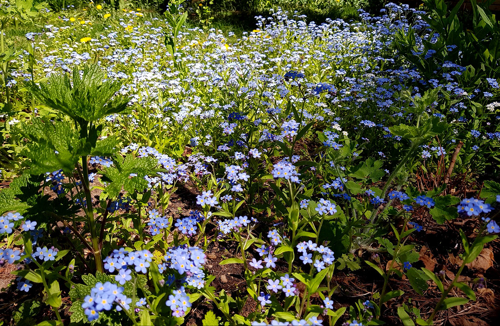 Urban Wildflowers Some Toronto residents have sought pande… Flickr