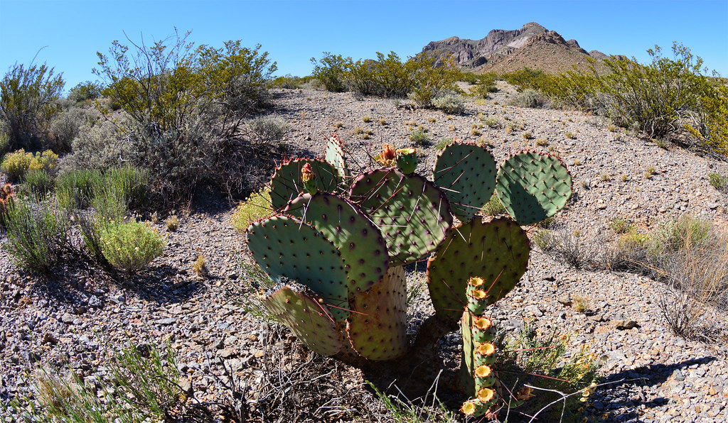 Chihuahuan Desert Cacti Dona Ana Trails Las Cruces NM Flickr