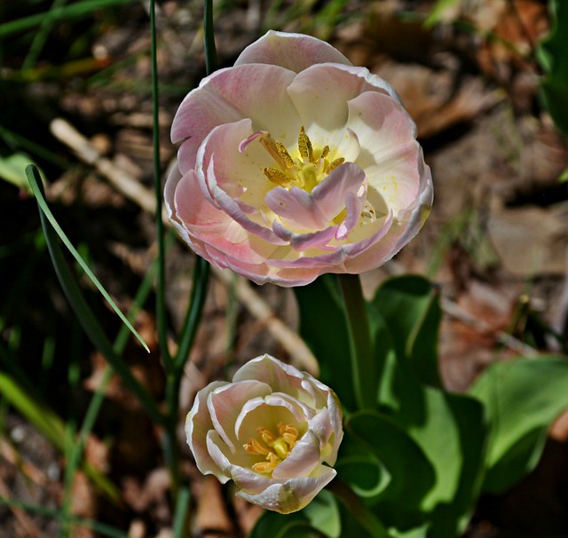 Spring Flowers, Burlington, ON a photo on Flickriver