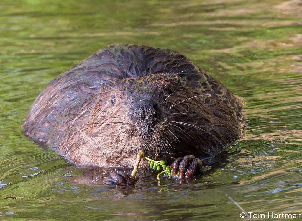 Beaver at Amico Island, NJ I Tom Hartman Flickr