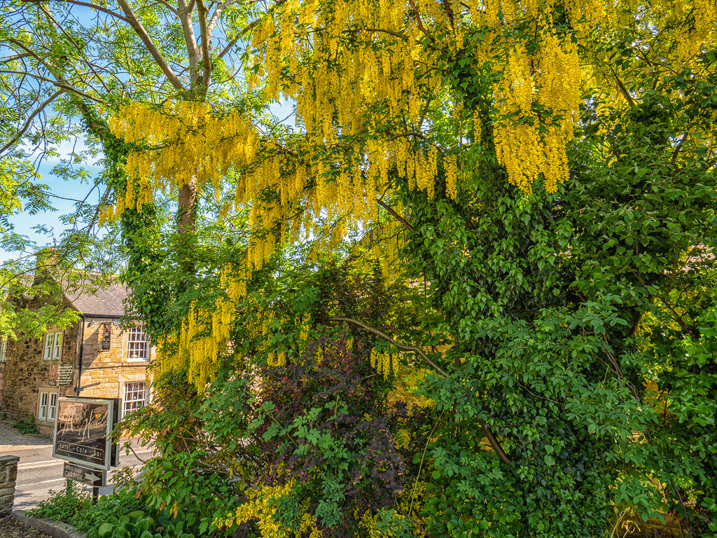 Laburnum, Dronfield High Street Images of Dronfield during… Flickr