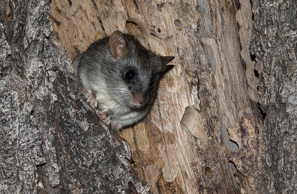 Blacktailed Tree Rat Thallomys Nigricauda, Okaukuejo Camp… Flickr