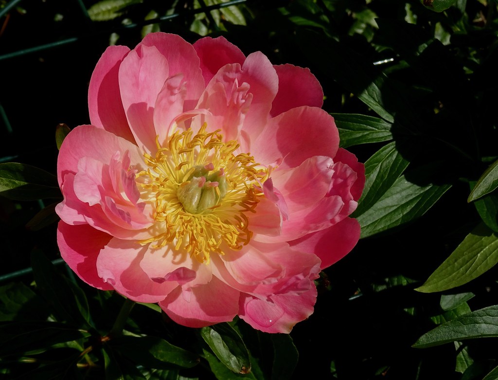 First peony to flower in May The peonies are covered in bu… Flickr