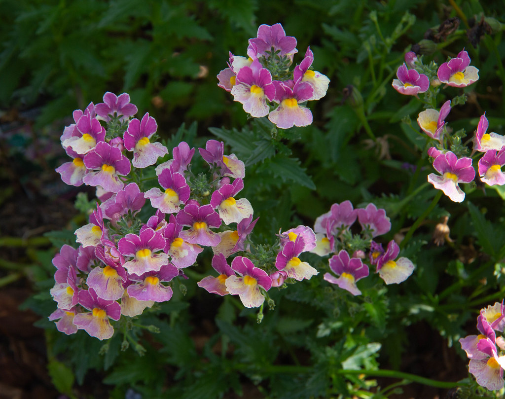 Nemesia fruticans Photographed in the North Berkeley Flatl… Flickr