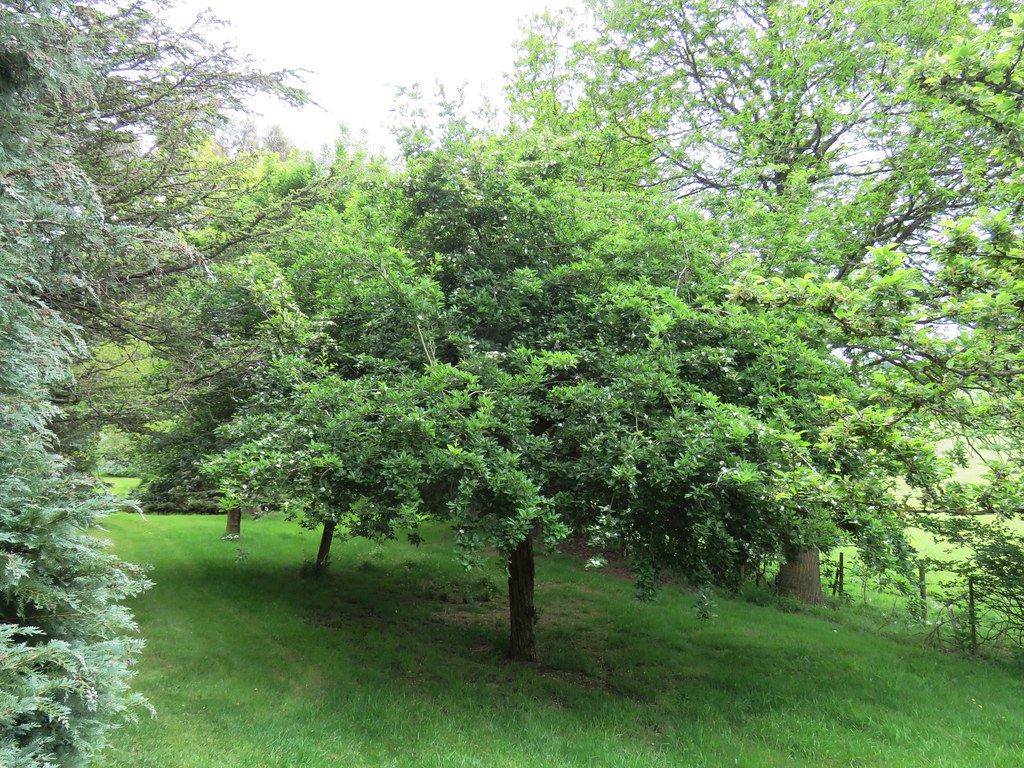 X Crataemespilus grandiflora Crewe Lane, Kenilworth 15.5… Flickr