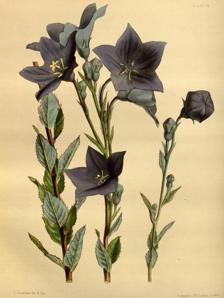 n146_w1150 Paxton's flower garden London Bradbury and Ev… Flickr