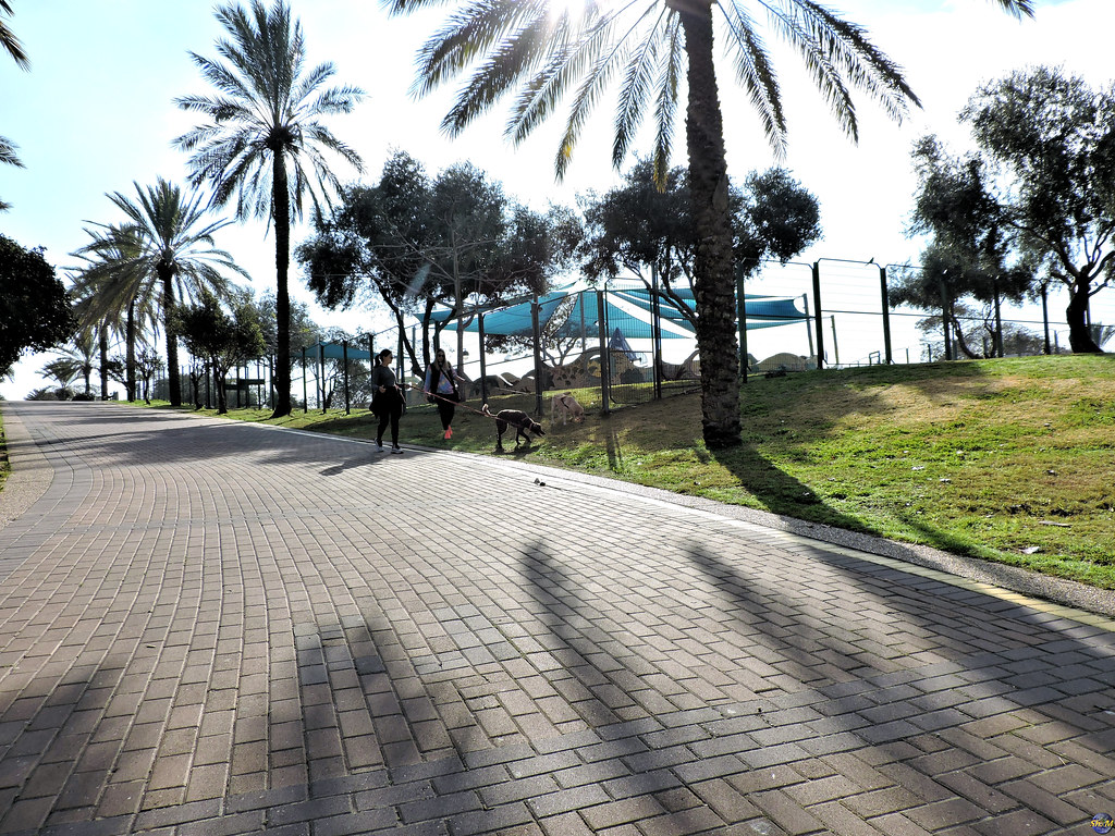 Ra'anana Park Ra'anana. Israel. 2020. Shalva Mamistvalov Flickr