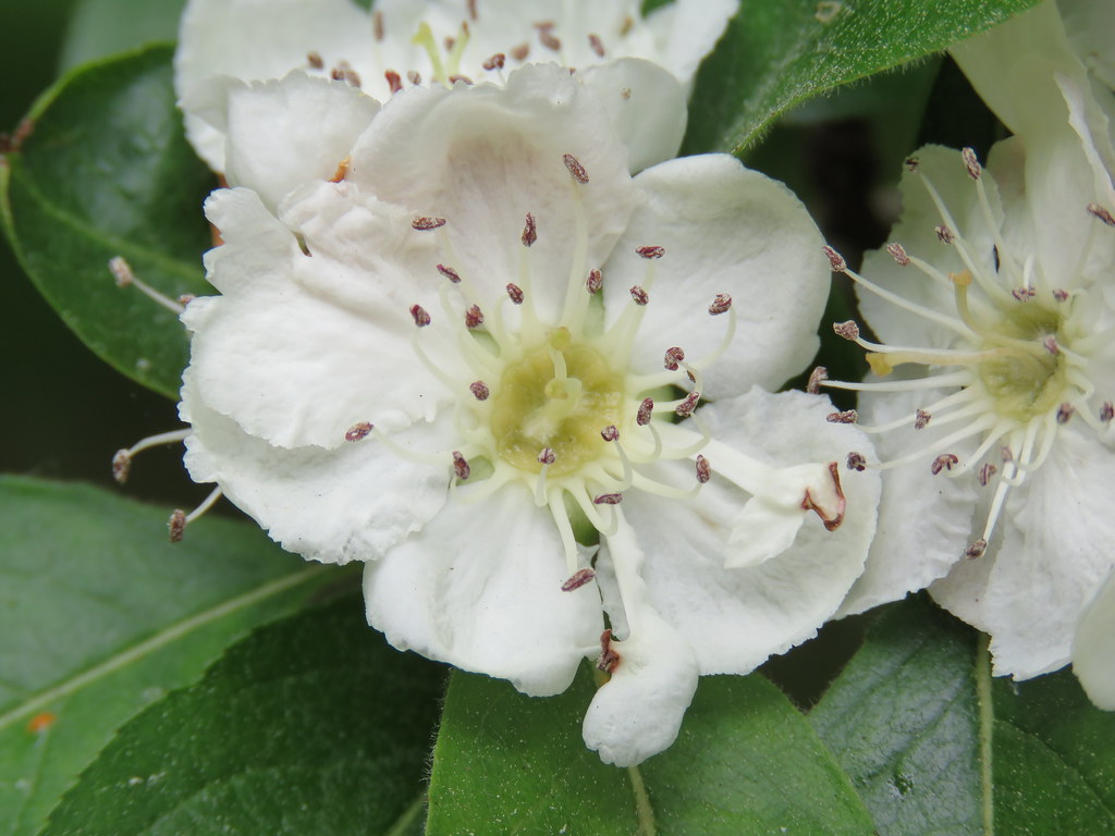 X Crataemespilus grandiflora Crewe Lane, Kenilworth 15.5… Flickr