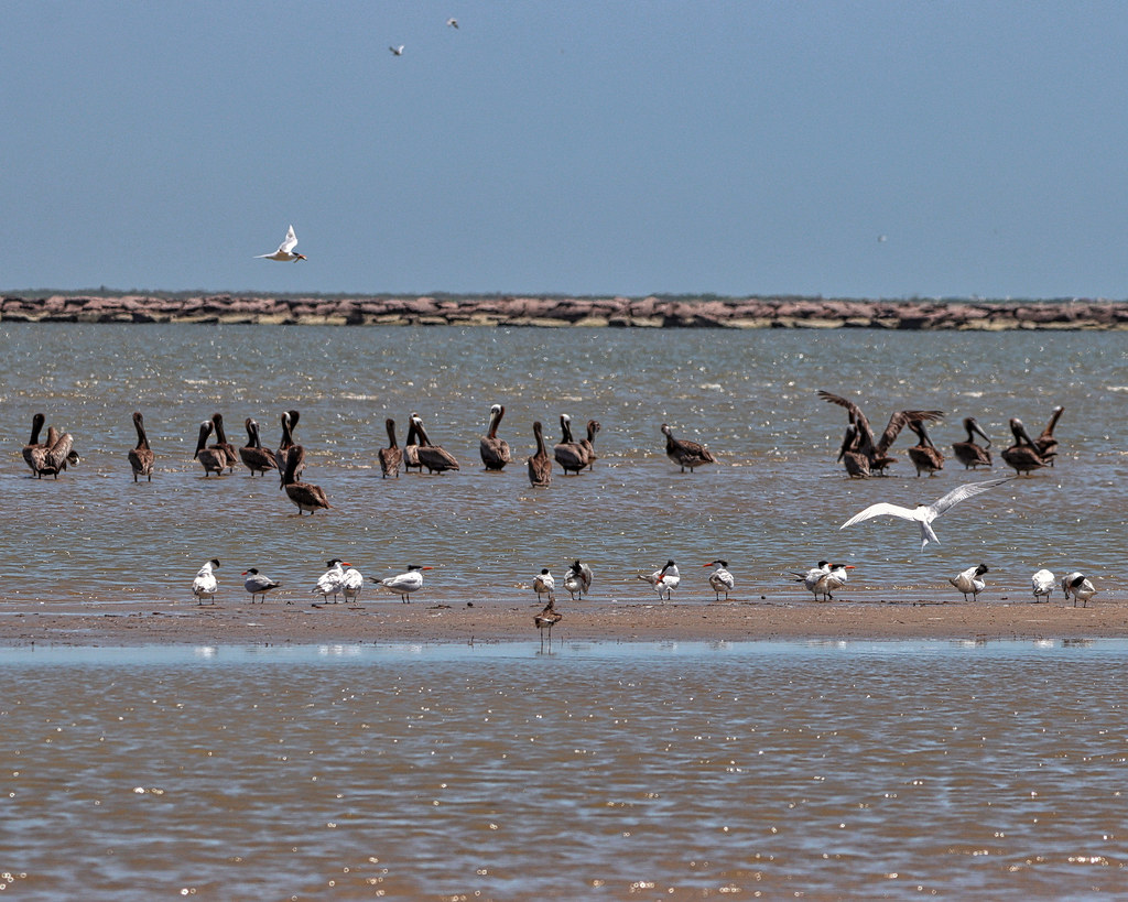 Bolivar Jetty Royal Terns and Brown Pelicans wade in the s… Flickr