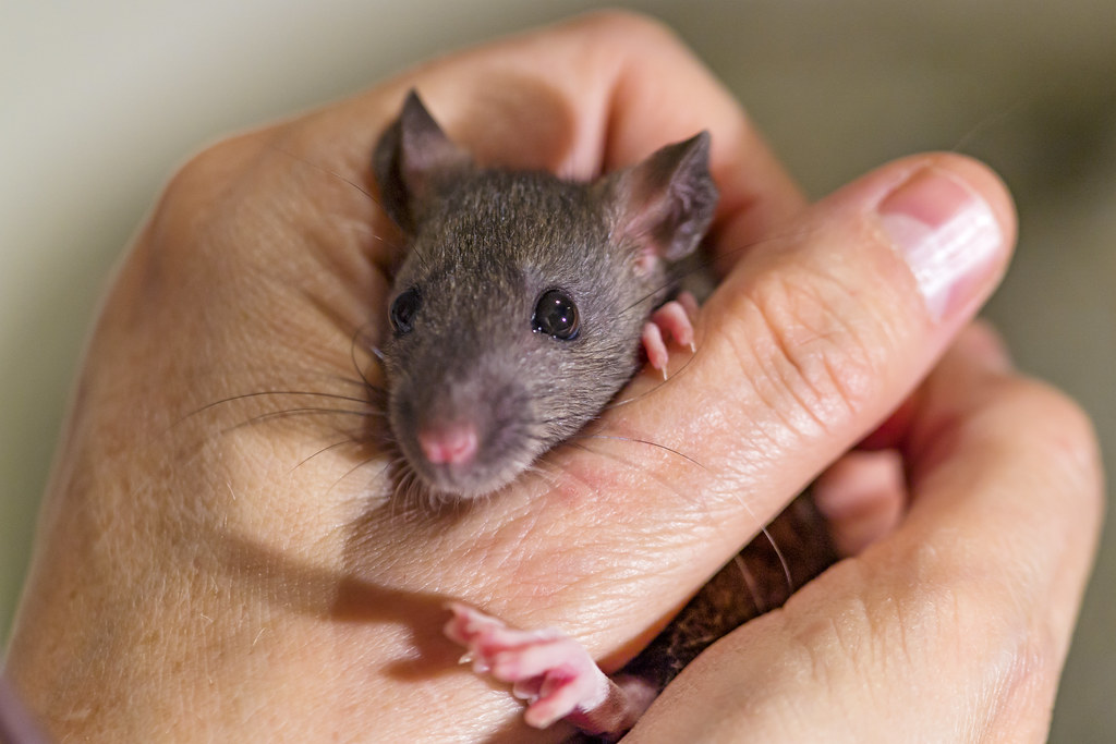 Rat in the hand My gf holding one of her young male rats i… Flickr