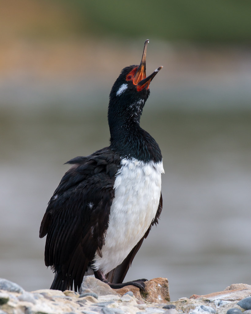 Rock Cormorant Matt Wisby Flickr