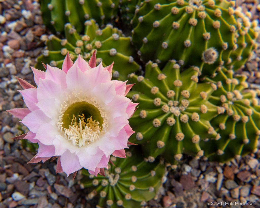 Echinopsis Bloom Erik Pederson (Here and There) Flickr