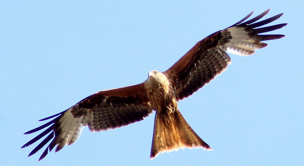 Red Kites In Whinmoor. (250520) Leeds, West Yorkshire, E… Flickr