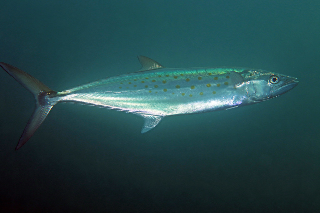 IMG_5913a Atlantic Spanish Mackerel maculat… Flickr