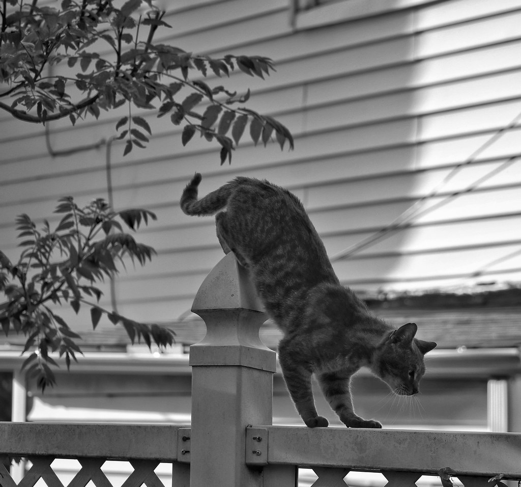 Cat crossing...Photo pePPyArts_usa pePPyArts_usa Bhavana Flickr