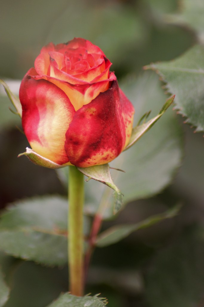 DSC_0125 (2) Karen Harrison Flickr