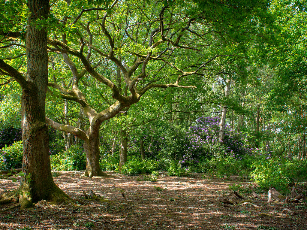 20200525 Burton Wood Wirral 1 Jerry Hutchinson Flickr