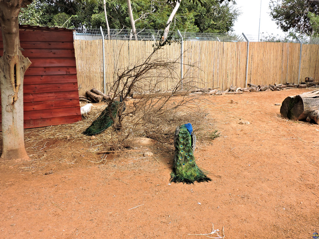 Ra'anana Park Ra'anana. Israel. 2020. Shalva Mamistvalov Flickr