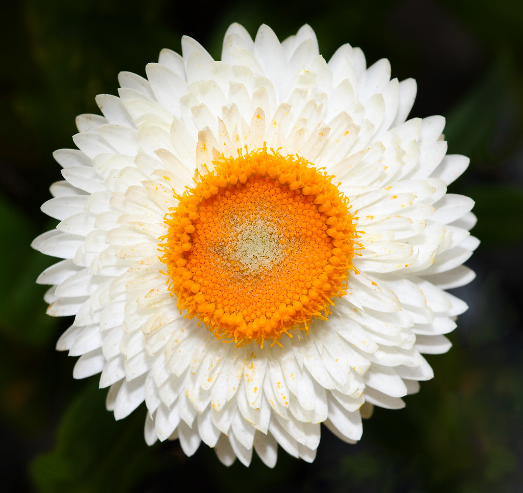 Australian native paper daisy Also commonly known as straw… Flickr