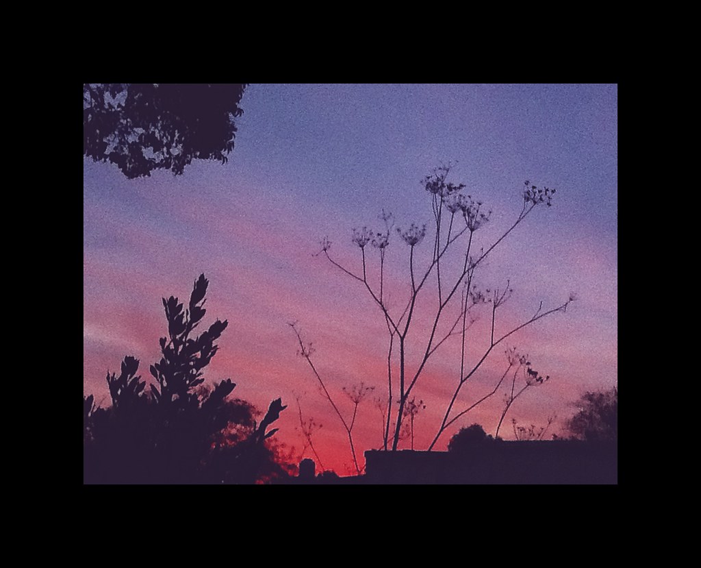 Hinojos del patio Oriente / 2020 Luzbeth de Lenfent Flickr