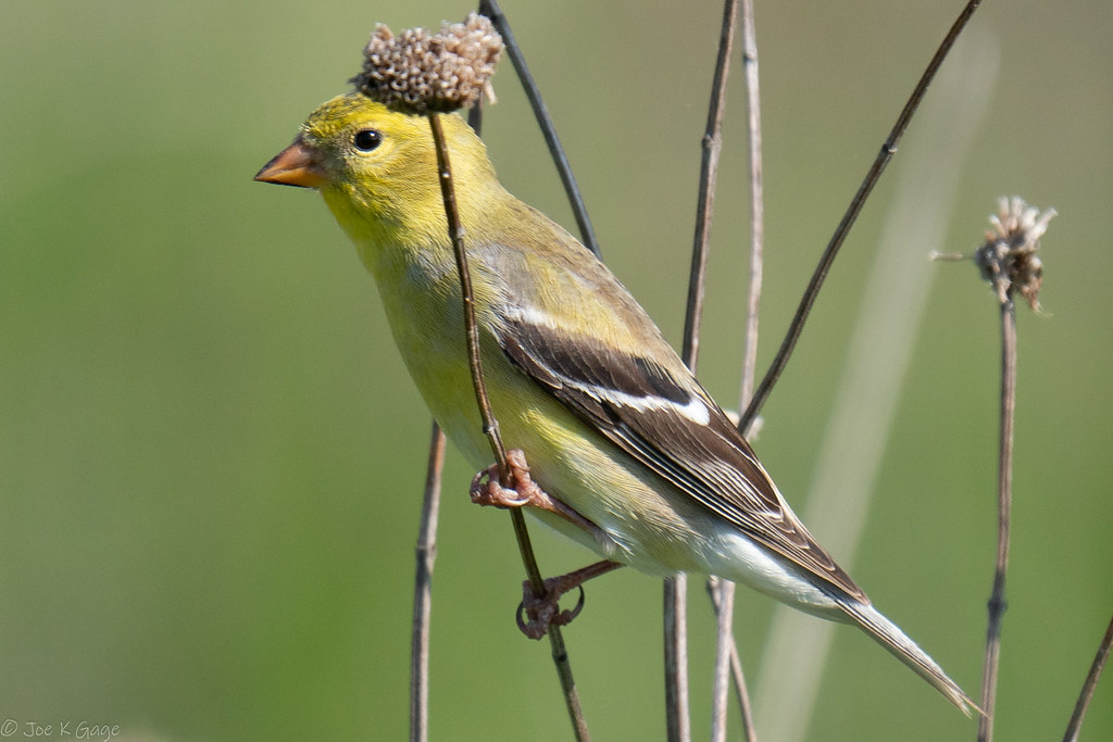 Cuba Marsh, Baker's Lake, and regional Illinois preserves Flickr