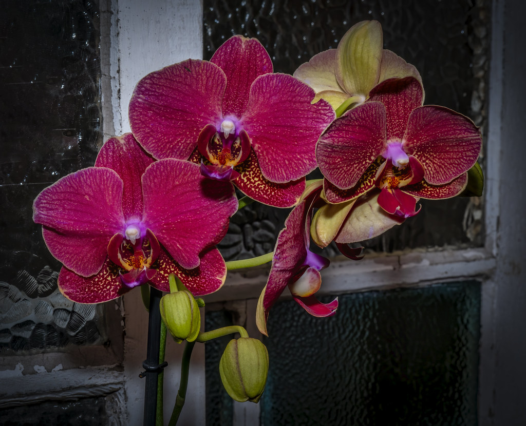 Orchids Orchid House at Hervey Bay Botanical Gardens. Vince Basile