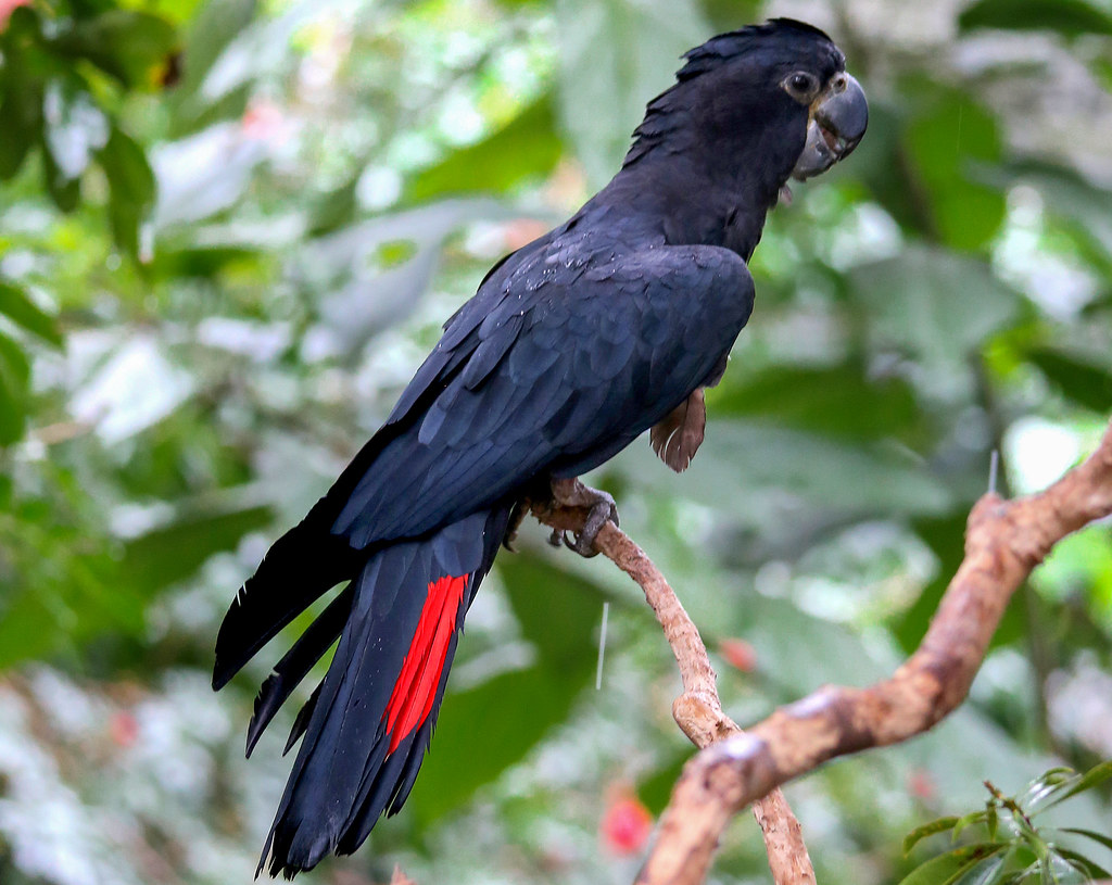 Forest Redtailed BlackCockatoo (Adult male) Forest Redt… Flickr