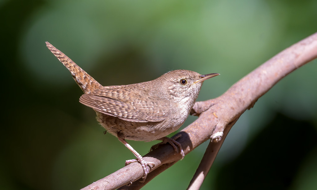 House Wren Kennedy Grove Regional Recreation Area, El Sobr… Flickr