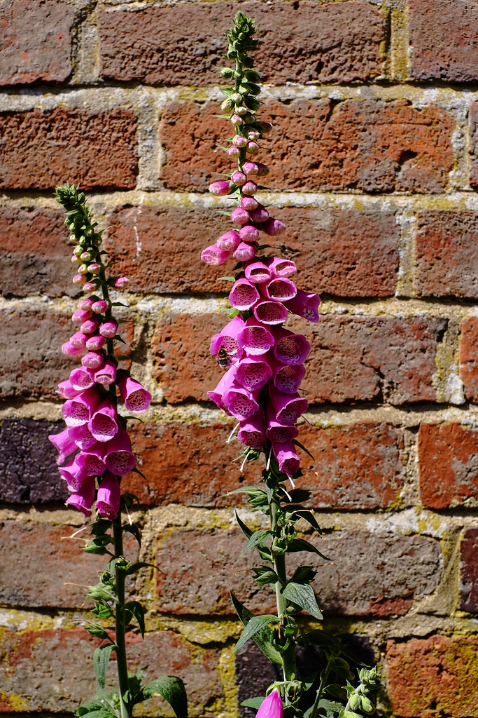 Foxgloves and Bumblebee Near Little Bowden Church Flickr